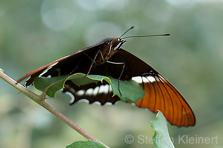 198 Schokoladenfalter - Siproeta epaphus